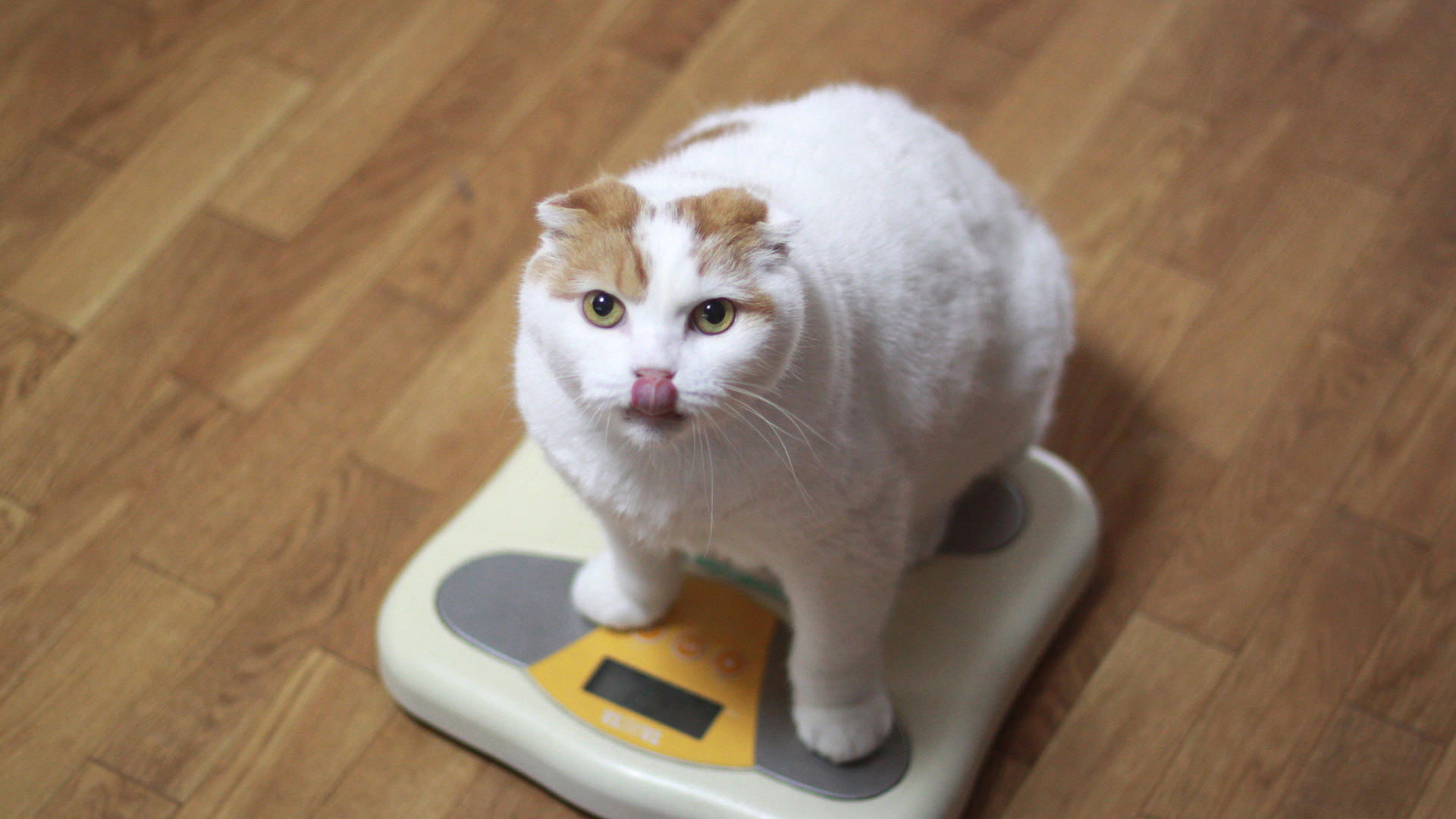 Overweight white cat on the scale