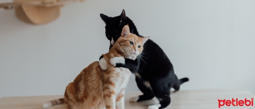 Most Common Cat Breeds Living in Turkey