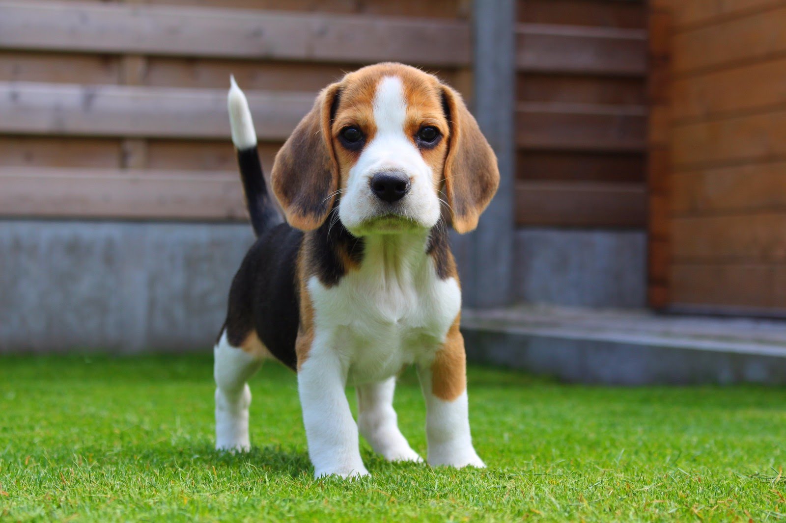 Small breed Beagle standing in the garden