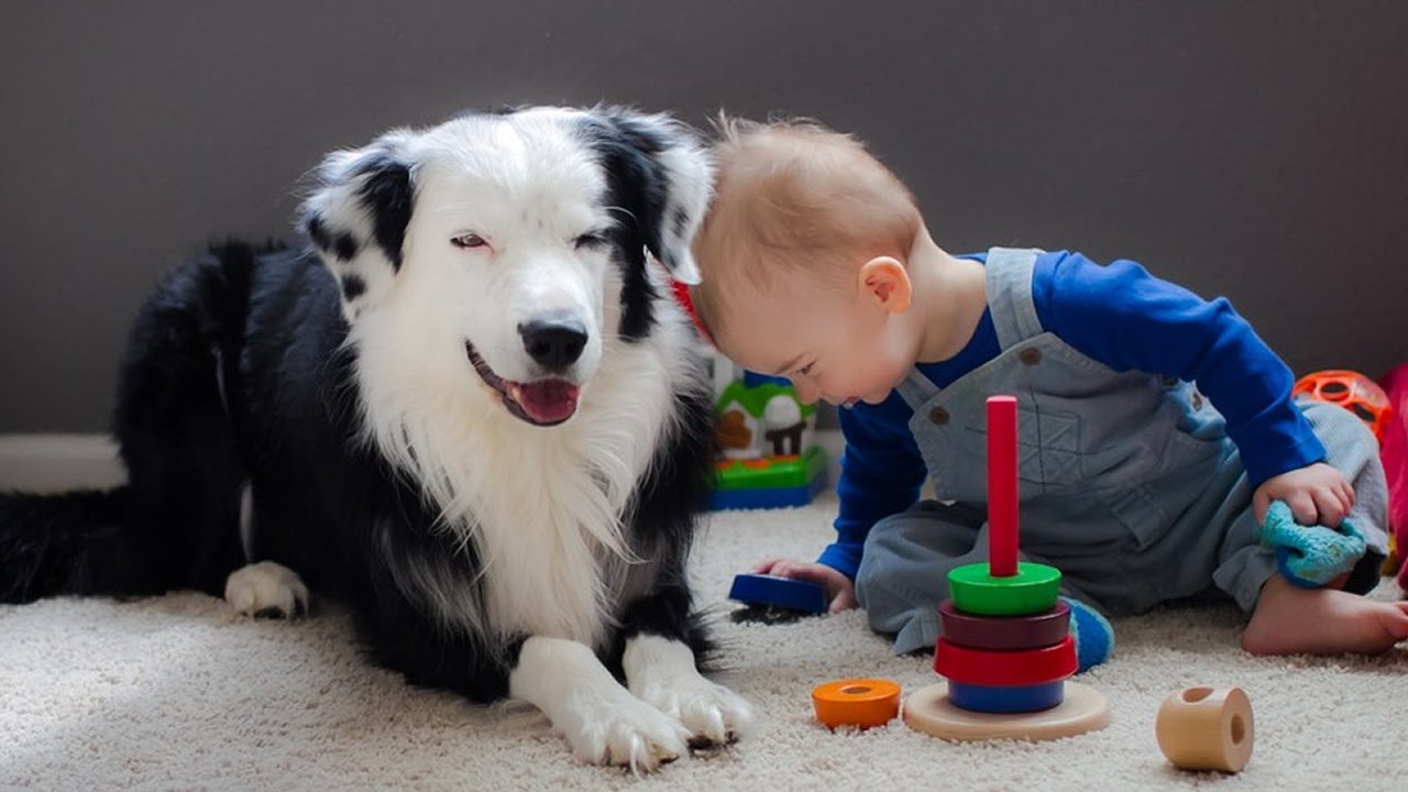 Dog spending time with a child playing with toys