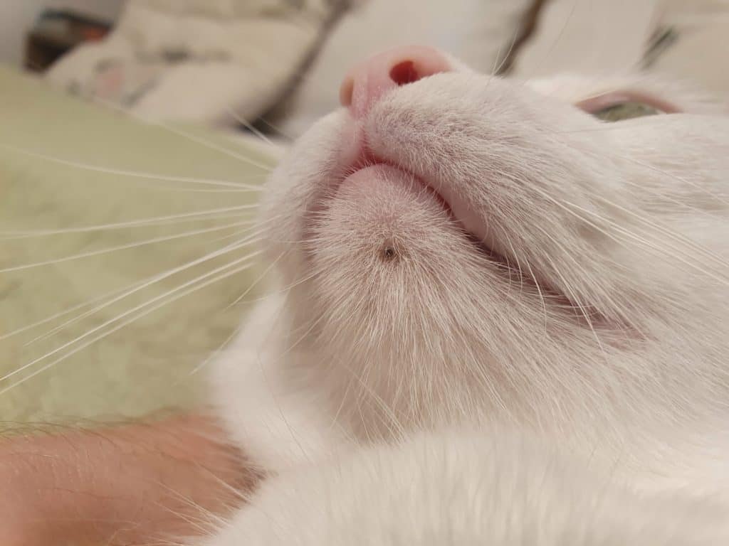 White-furred cat with acne on its chin