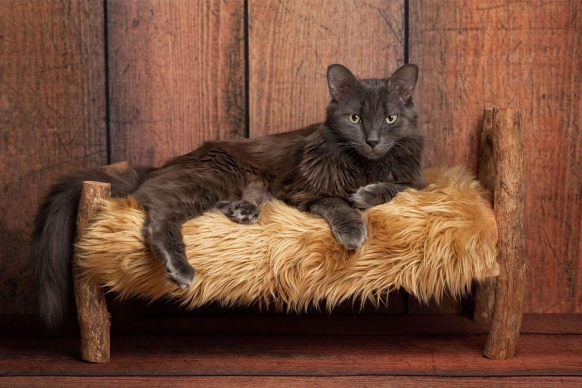 Gray cat looking at the frame