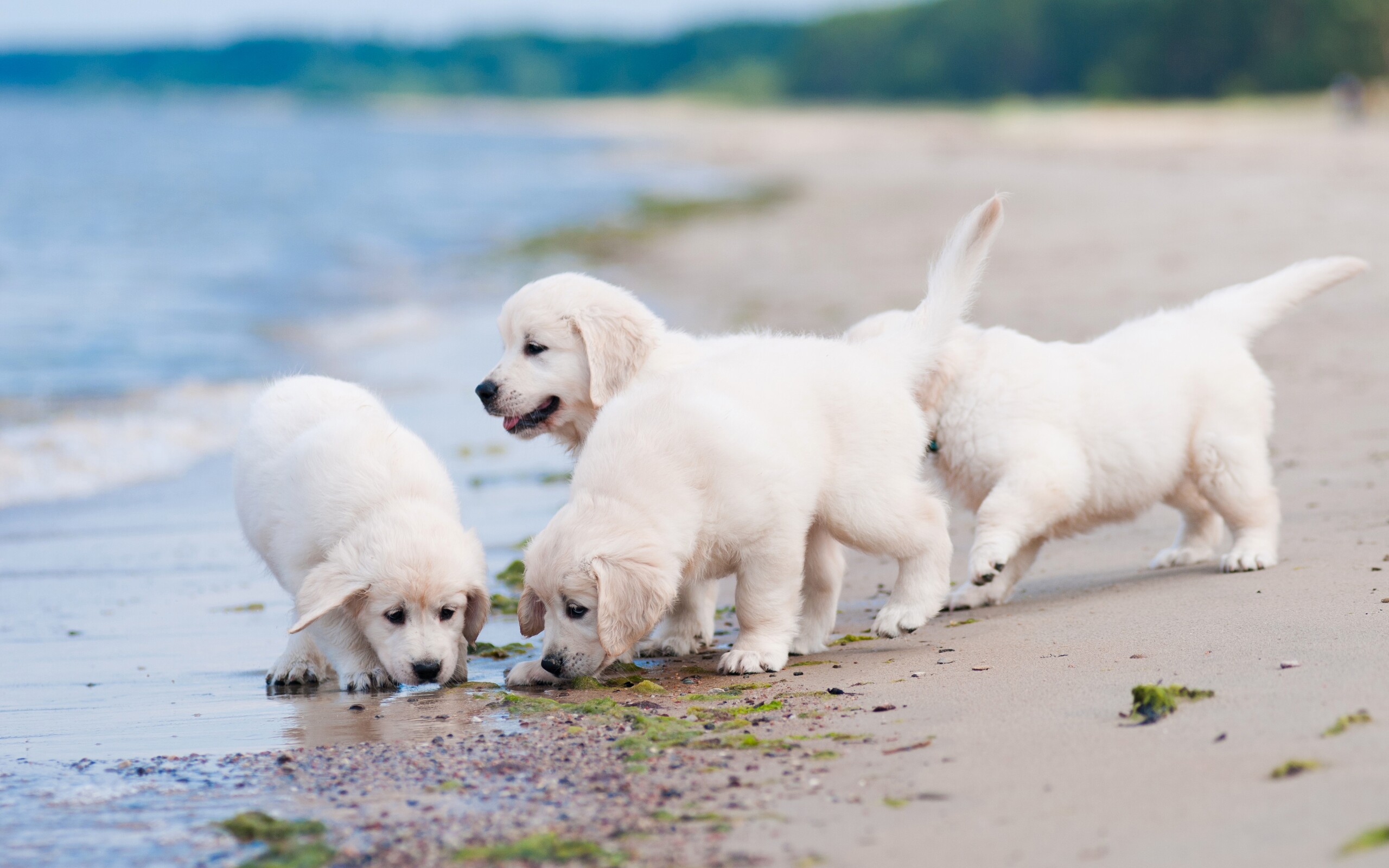 Puppies playing on the beach