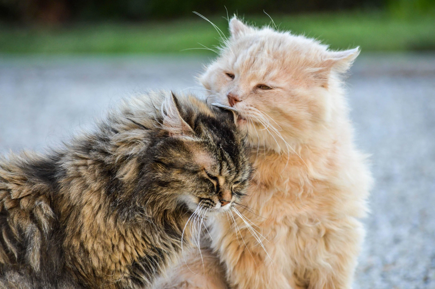 Elderly cats grooming each other