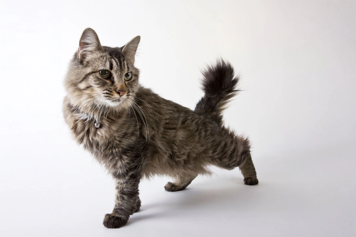 American Bobtail cat standing with one leg forward and the other backward