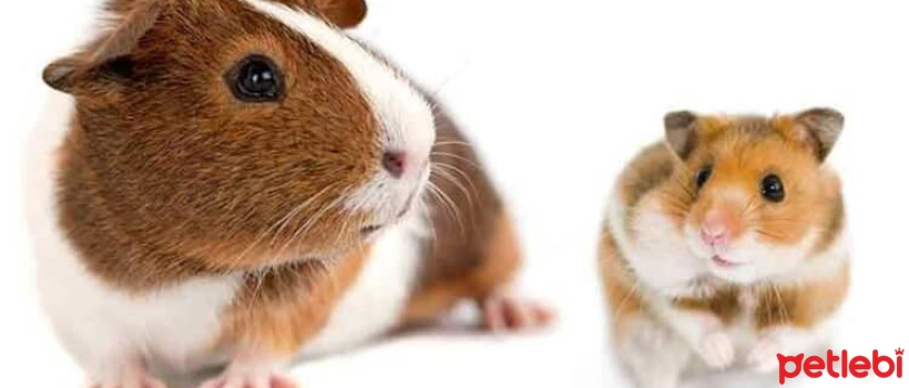 What are the differences between a Guinea Pig and a Hamster?