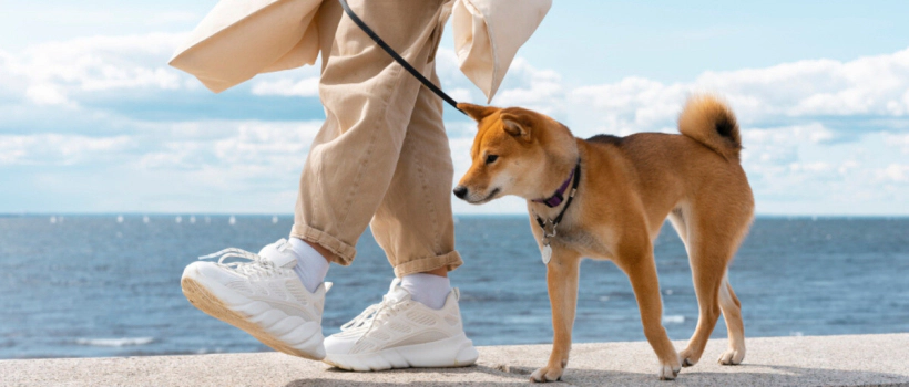 The Importance and Benefits of Walking a Dog