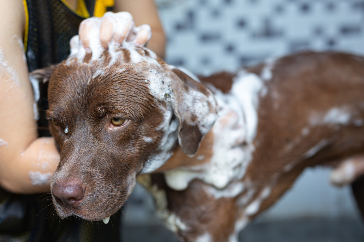 Brown dog being shampooed