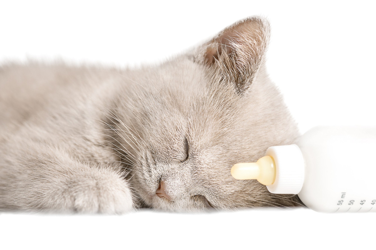 A kitten sleeping next to a bottle
