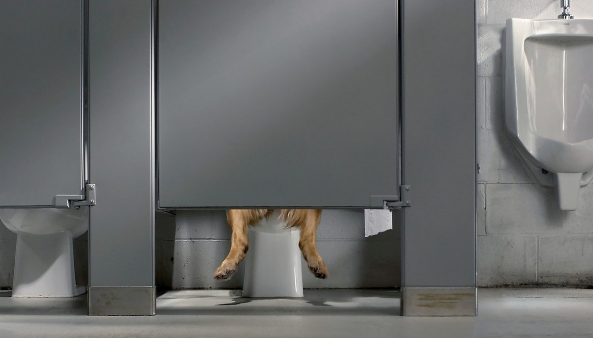 Dog sitting on a human toilet