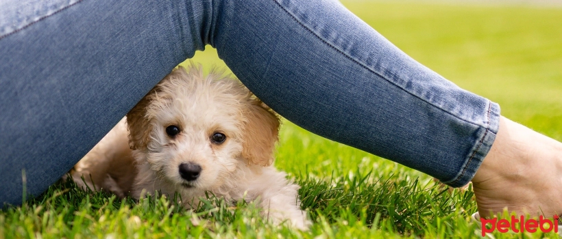 Does Your Dog Trust You? How to Gain the Trust of Dogs?