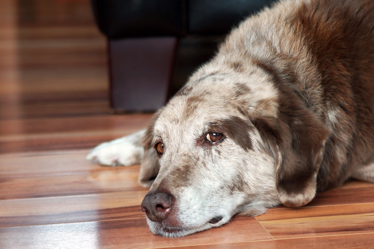 Old dog lying on the ground