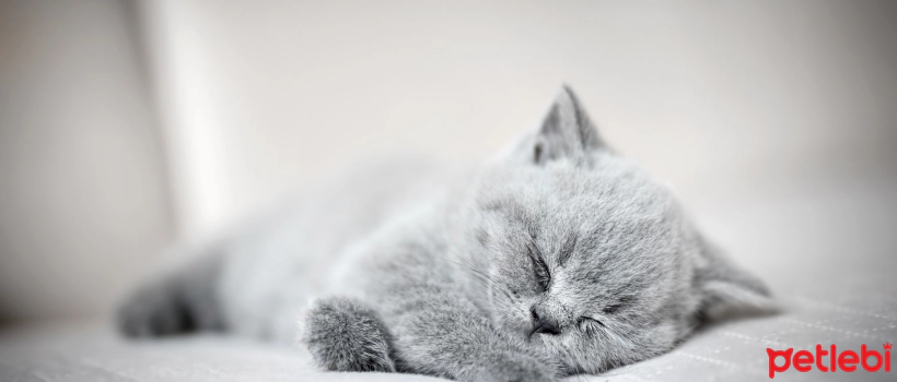How to Toilet Train a Kitten?