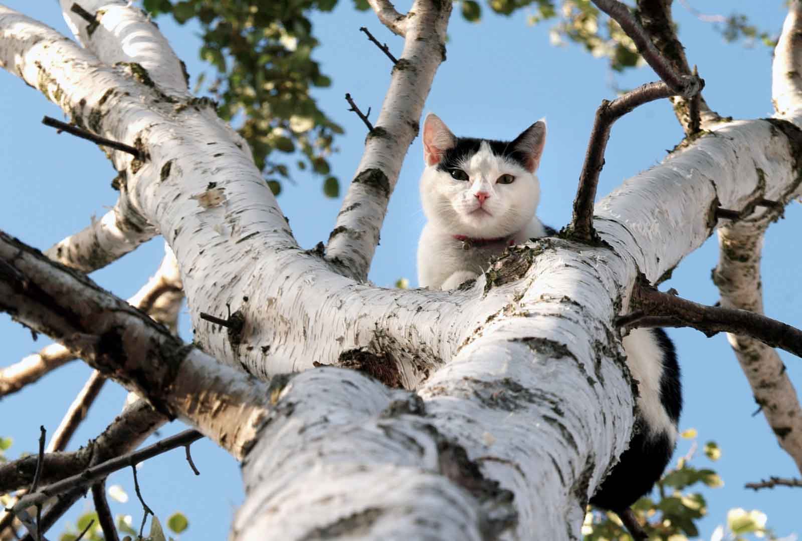 Cat looking down from a treetop