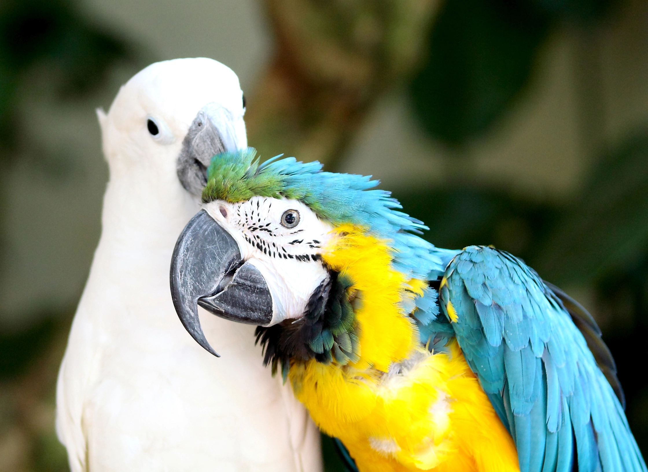 White parrot cleaning the head of a colored parrot