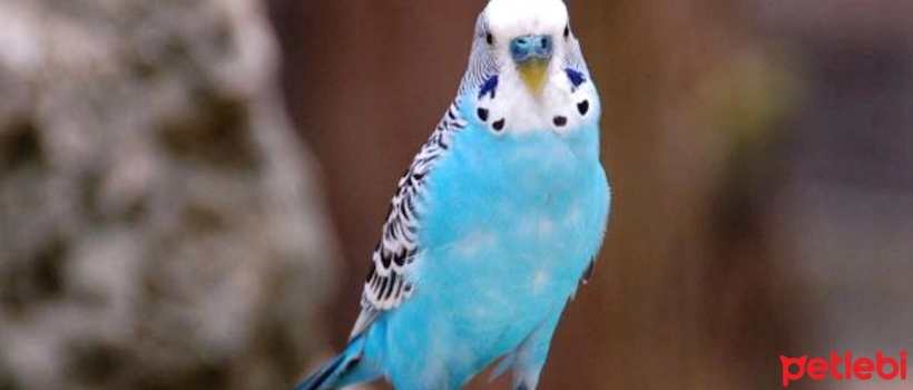 Budgie Diseases and Treatments at Home