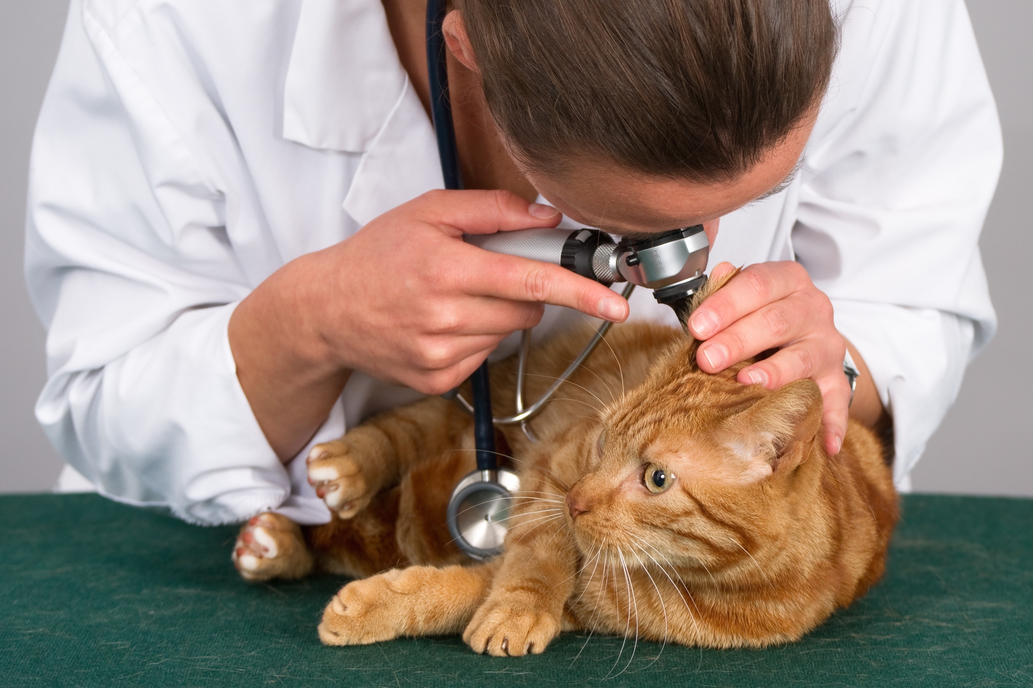 The veterinarian checking the cat's ear