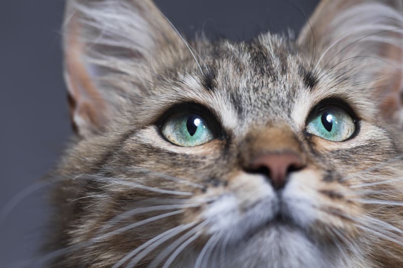Cat Looking Upwards