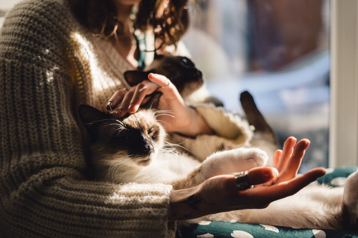 Cats lying in their owner's lap