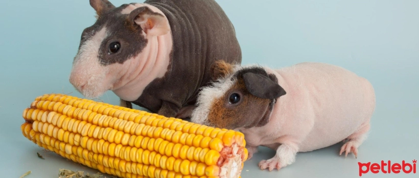 Hairless Guinea Pig Breeds and Characteristics