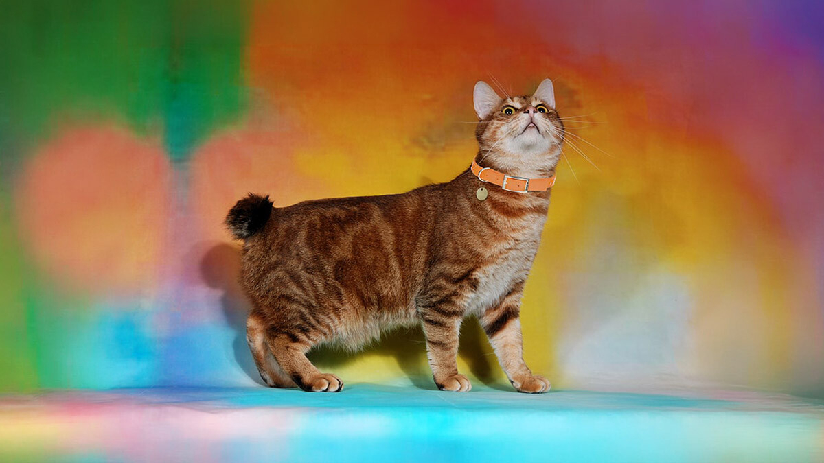 Pixiebob Cat Characteristics, Care and Temperament