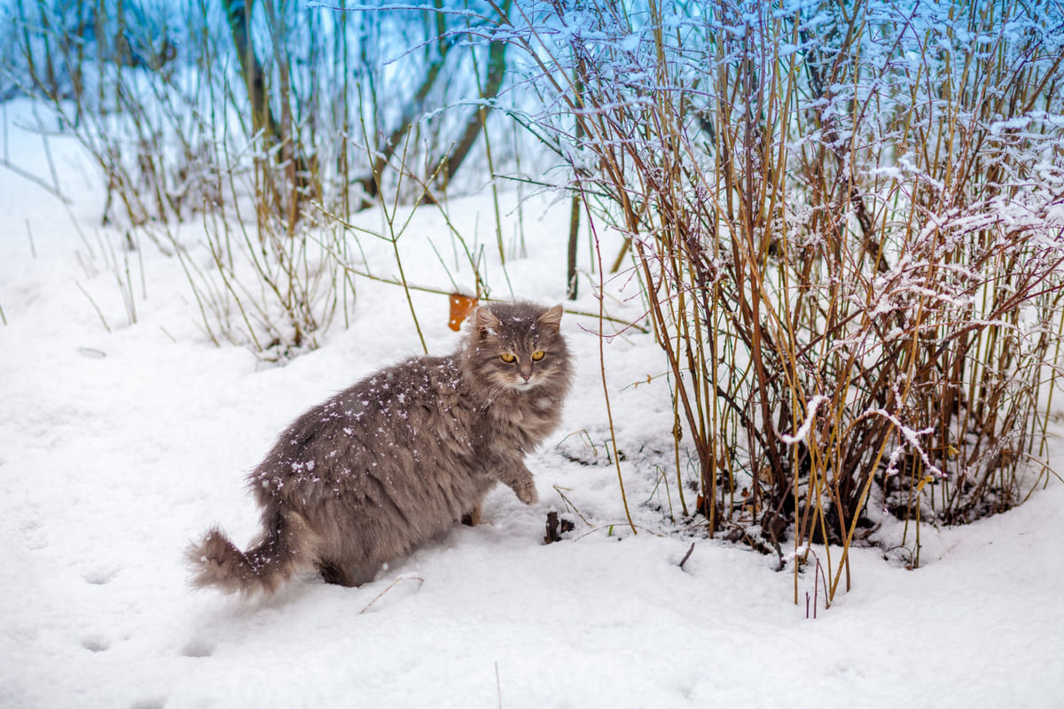 Adult Siberian cat walking in the snow Siberian cats are impressive creatures that proudly carry their long fur, gently pushing away snowdrifts with their paws as they walk deep in the snow-covered forests. If you own a Siberian cat, you know very well what it means to wake up in the morning to a ball of fur curled up at the edge of your pillow, to be filled with joy by sudden jumps, and to be affectionately snuggled up beside you at unexpected moments. Their bold nature makes them explorers determined to discover every corner of the house. Sometimes they might be caught quietly posing on a bookshelf, other times conquering a cardboard box on the top shelf of the wardrobe. However, this high-flying nature also makes them prone to minor accidents. In this article, you can find detailed information for both those considering adopting a Siberian cat and those who have already fallen in love with them, and step into the world of these unique creatures renowned for their beauty.