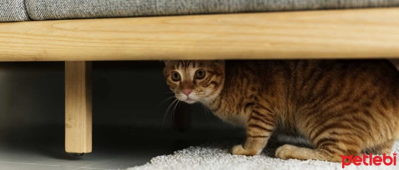 Why Do Cats Hide?