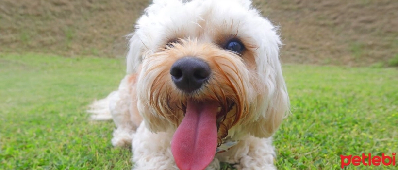 Do Dogs Hiccup?