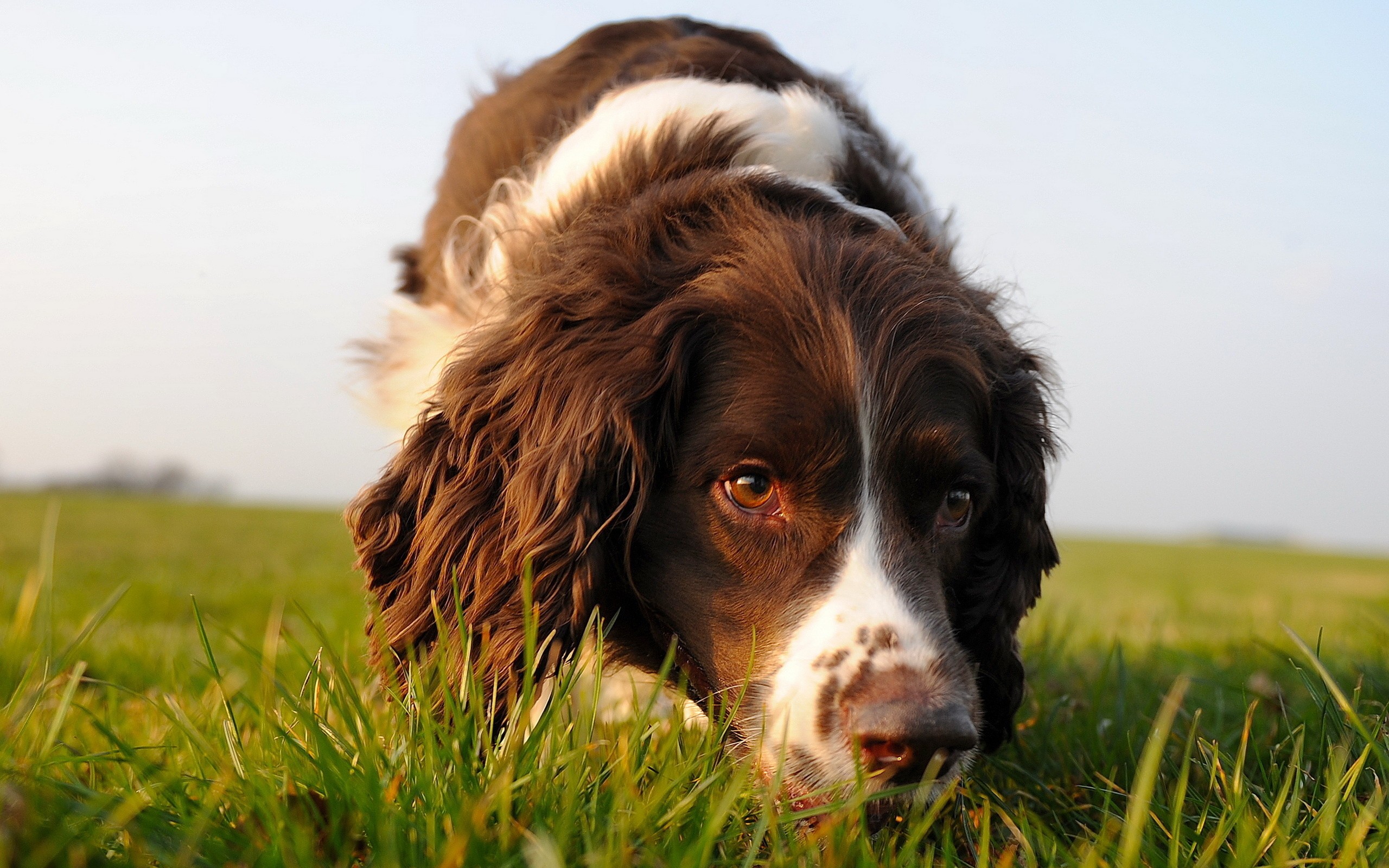 English Springer Spaniel