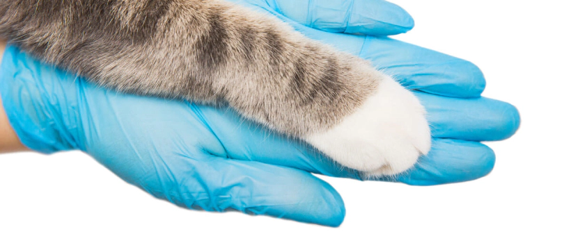 Rabies in Cats: Causes, Harms, Symptoms and Treatment