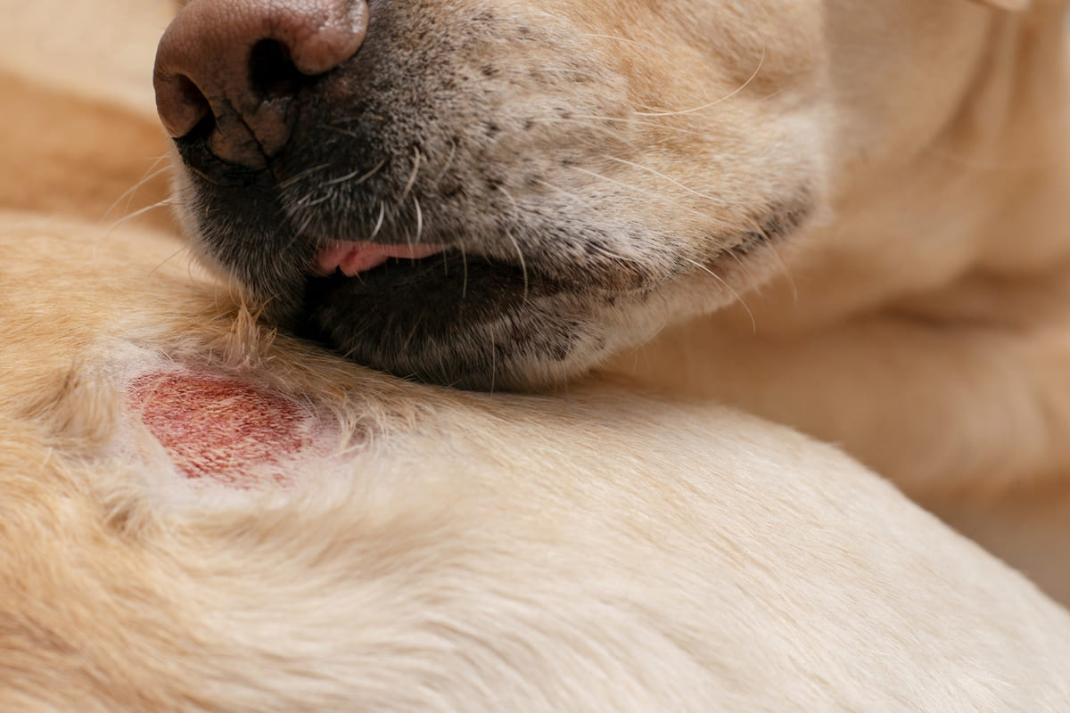 Dog licking an open wound