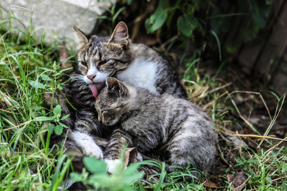 Mother Cat Licking Her Kitten