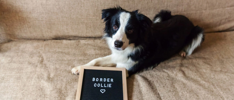 The Most Beautiful Female and Male Dog Names, 200+ Name Suggestions
