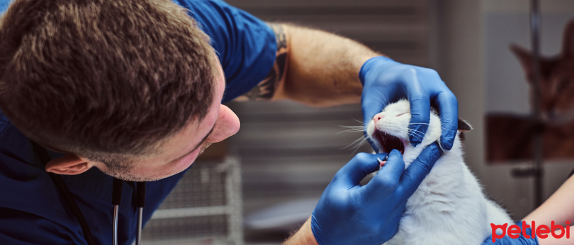 How to Brush and General Dental Care in Cats?