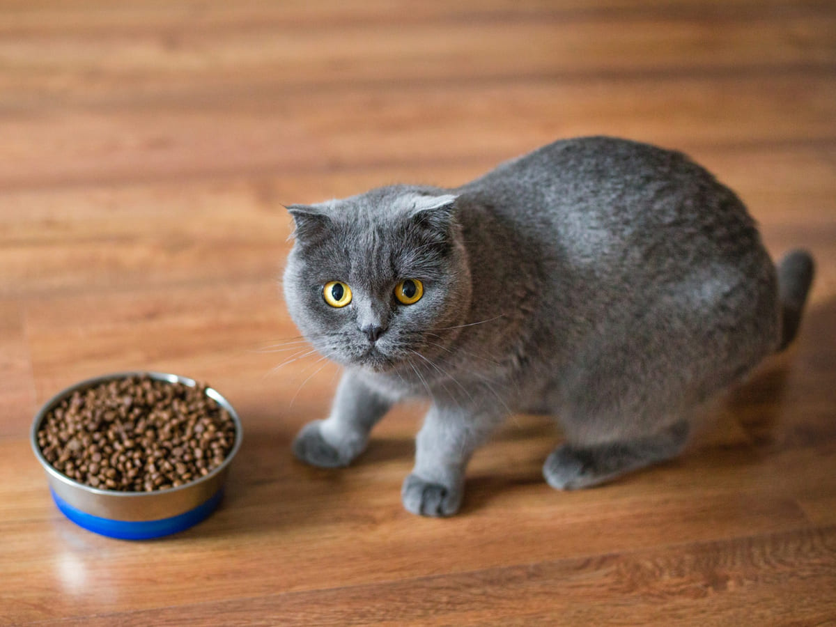 Gray cat with a food bowl in front of it