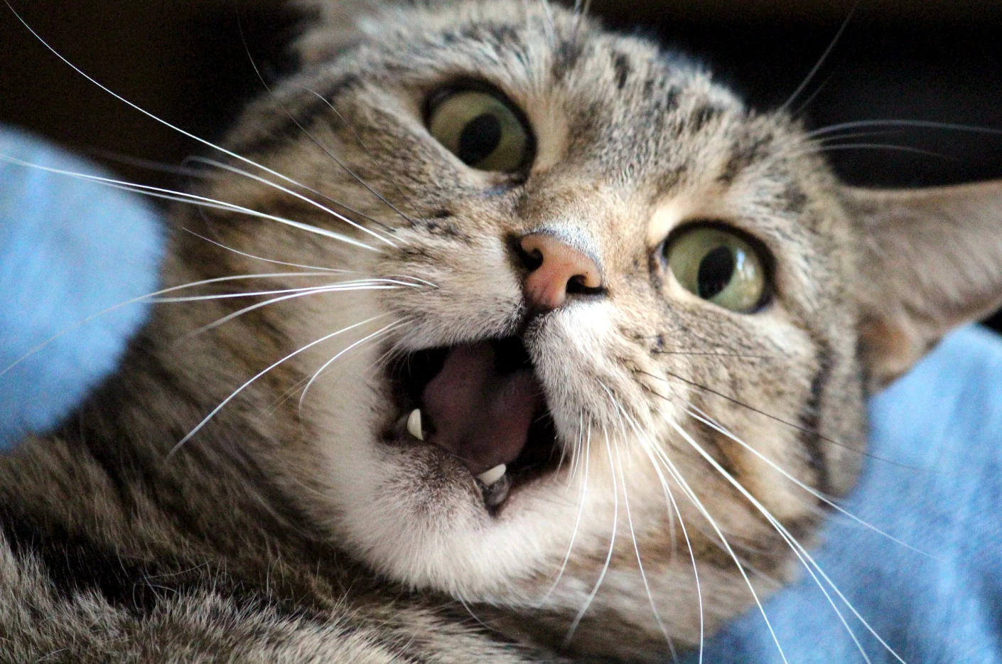 A meowing cat