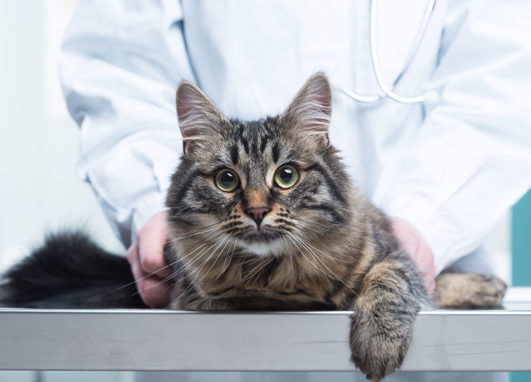 Elderly tabby cat at a veterinary examination