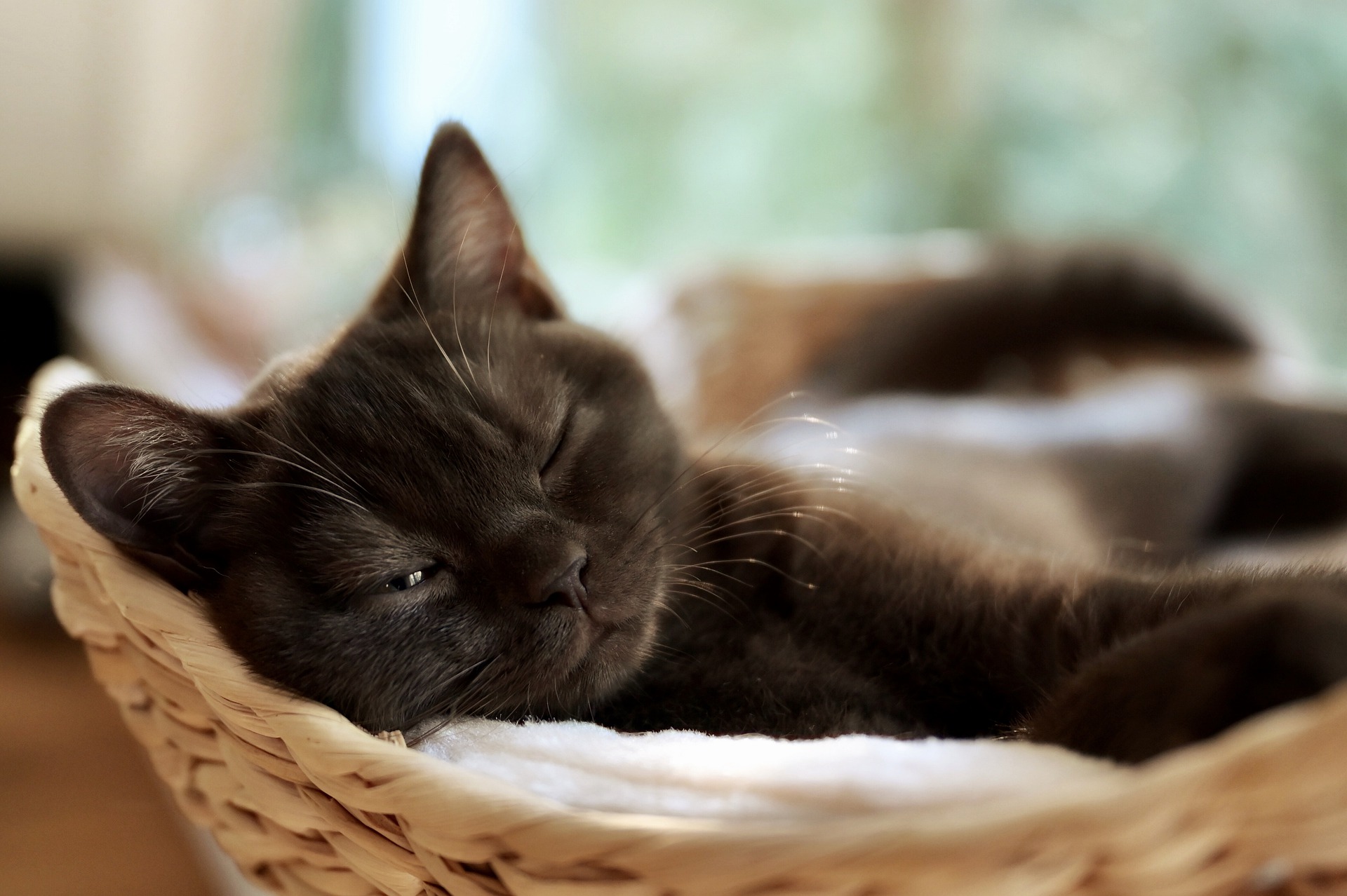 Kitten sleeping in its bed