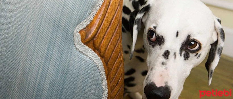 What You Need to Know About Social Anxiety in Dogs