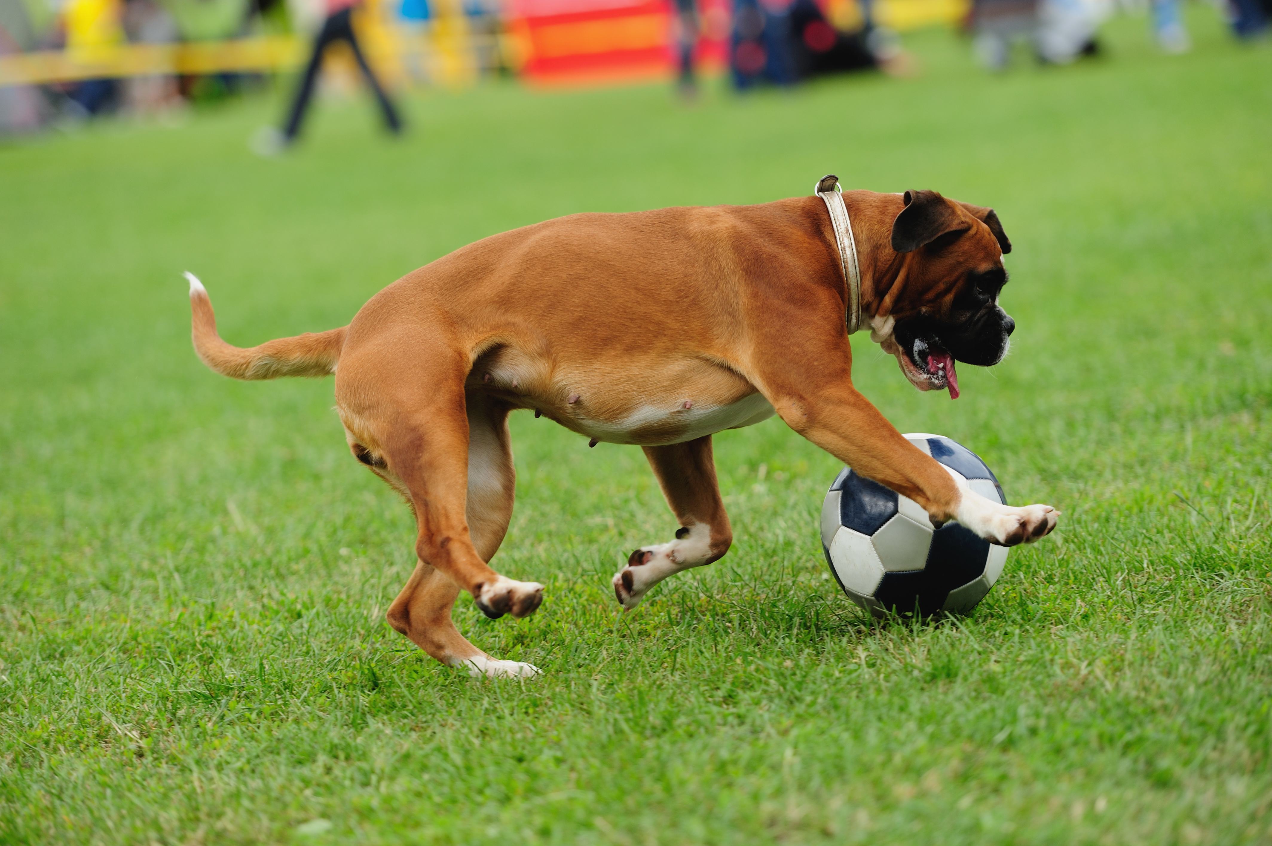 boxer