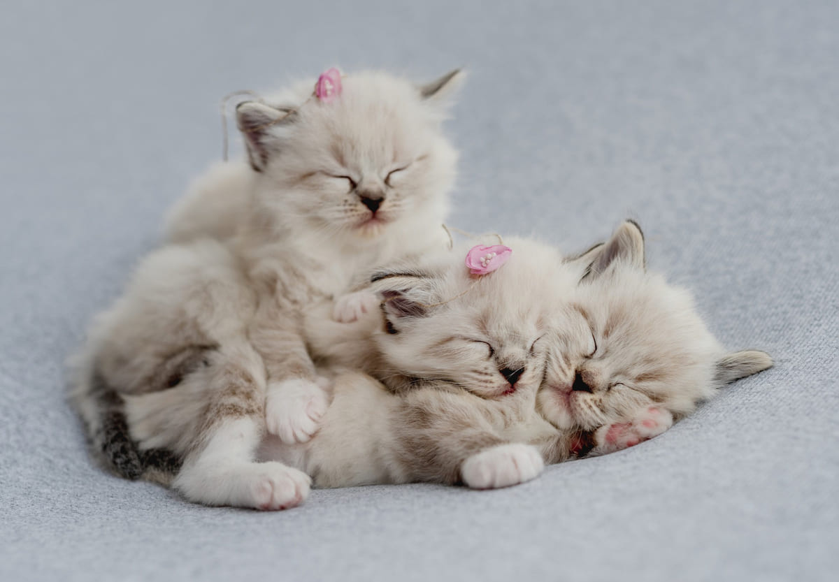 Kittens cuddling together