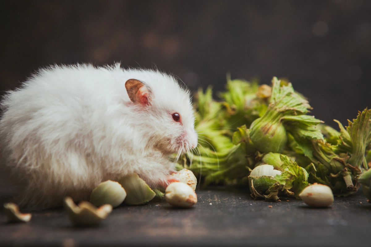 Hamster with white fur holding fresh hazelnuts