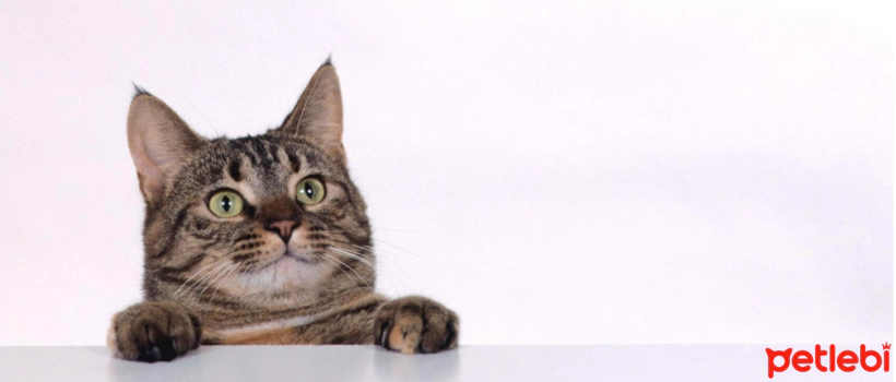 The Role of Protein in Feline Health