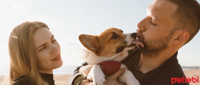 Why Do Dogs Lick Their Owners?