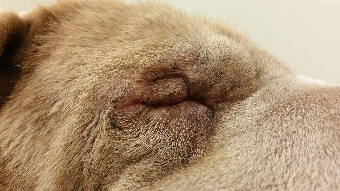 dog with entropion