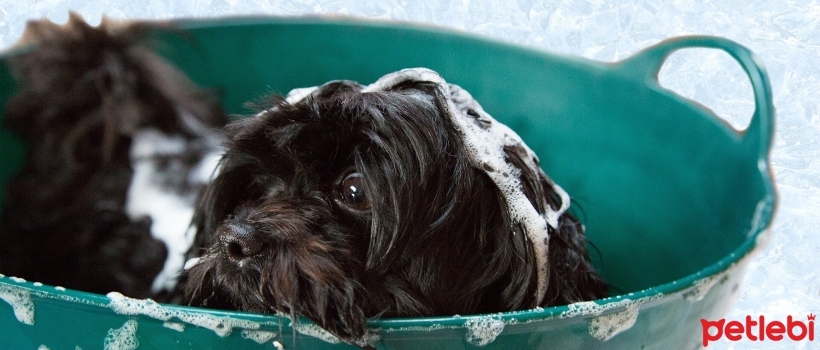 Washing Dogs with Human Shampoo