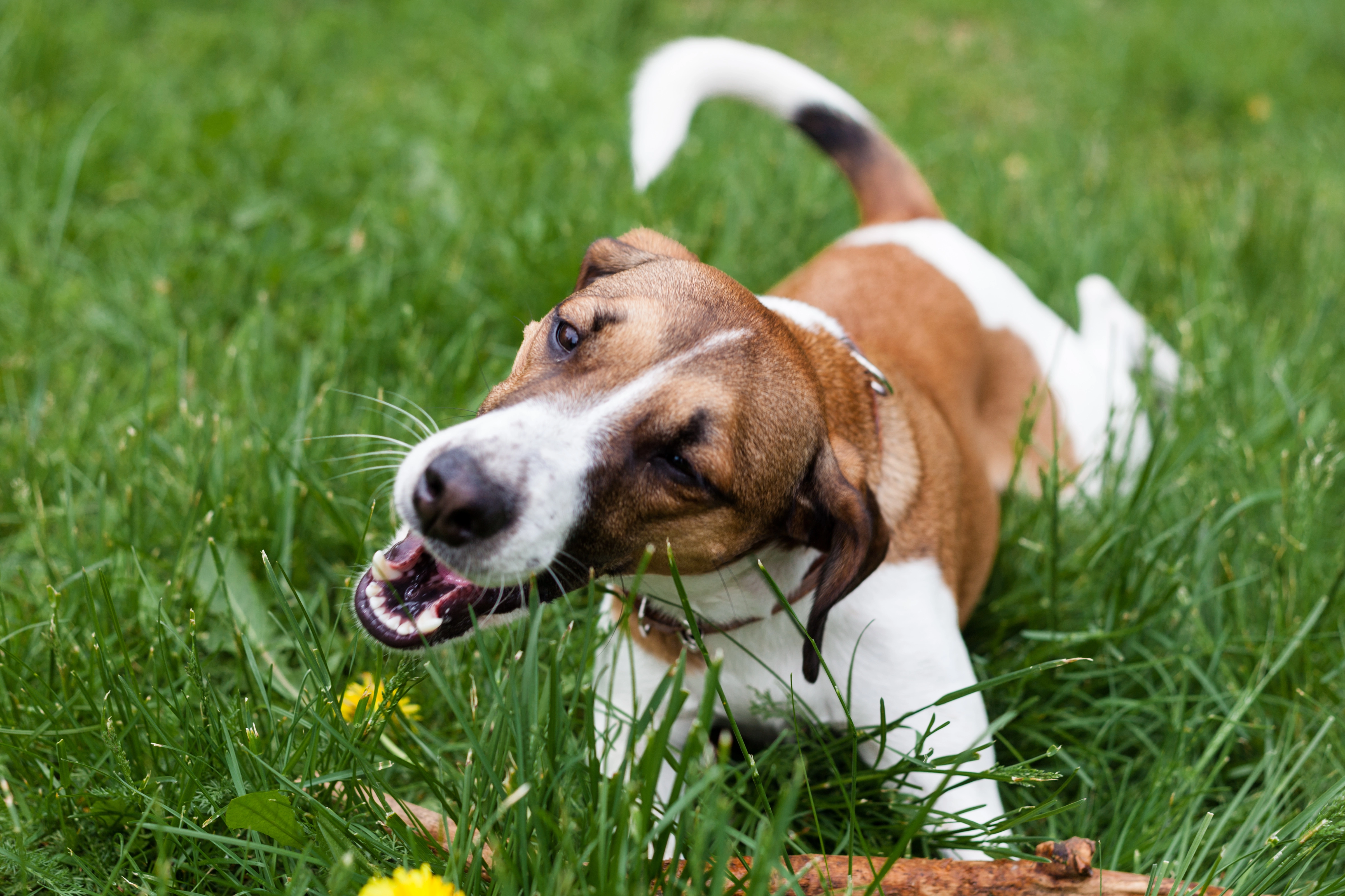 Dog eating grass