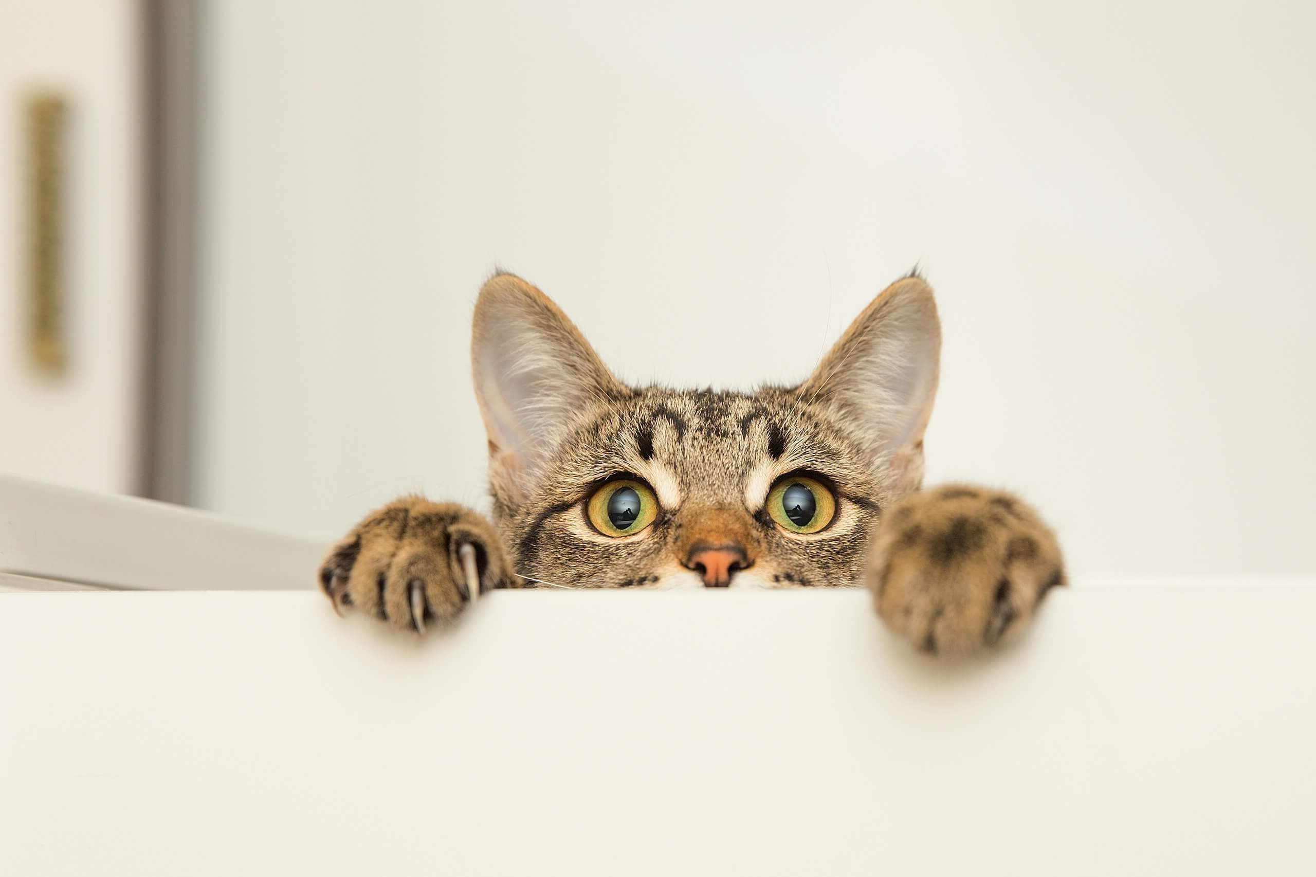Tabby cat clinging to a white surface