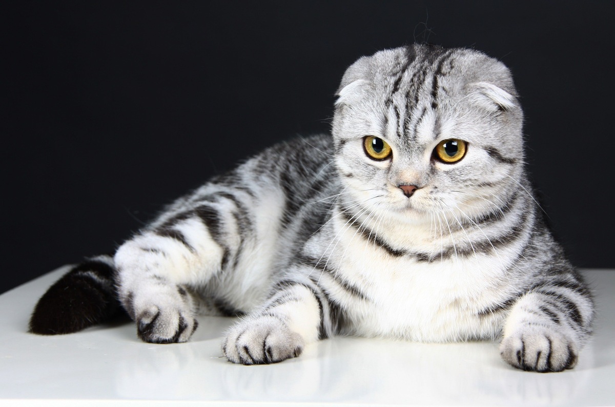 Scottish Fold with black, grey and white fur