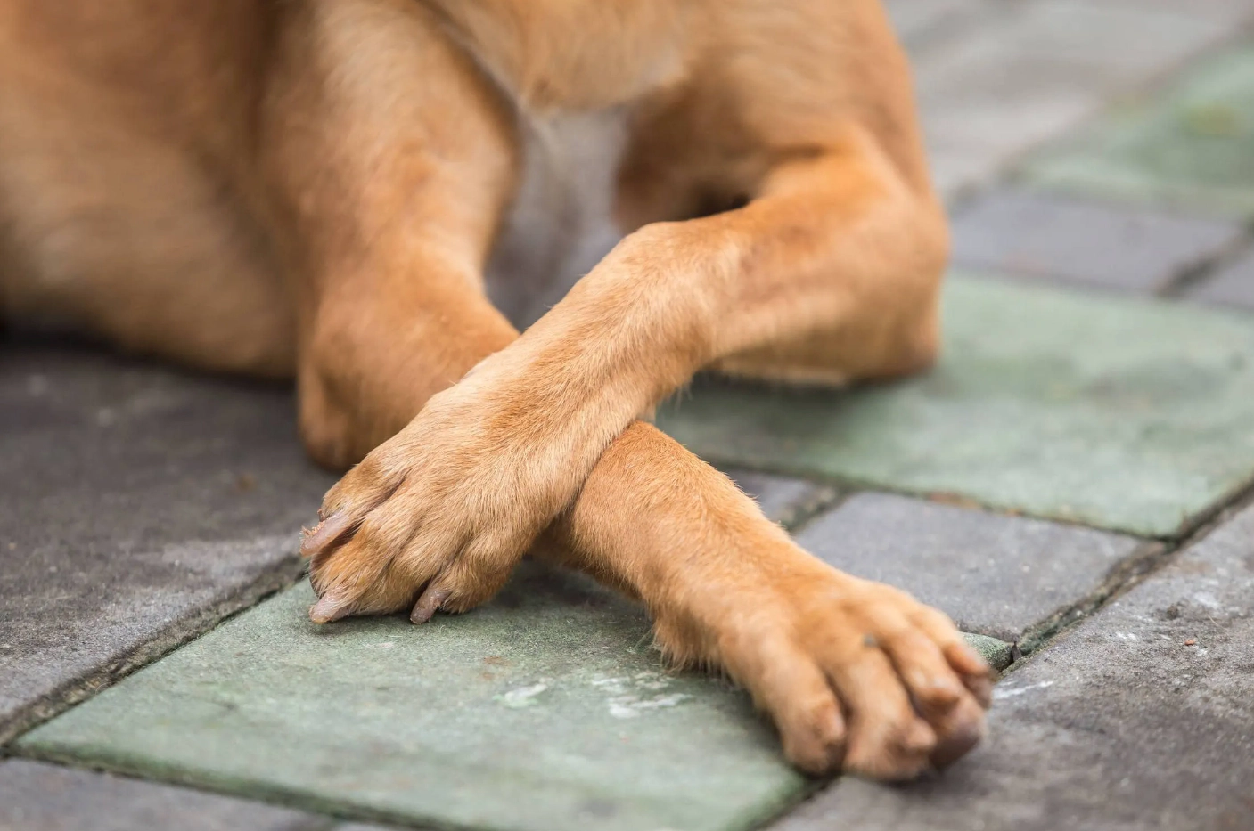 Dog with its paws crossed